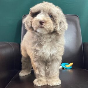 miniature poodle for sale near me