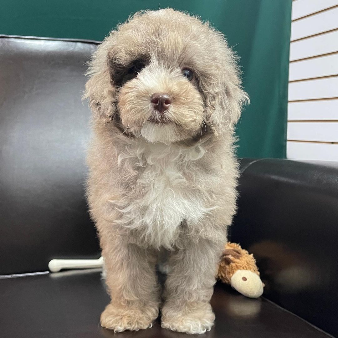 brown toy poodle