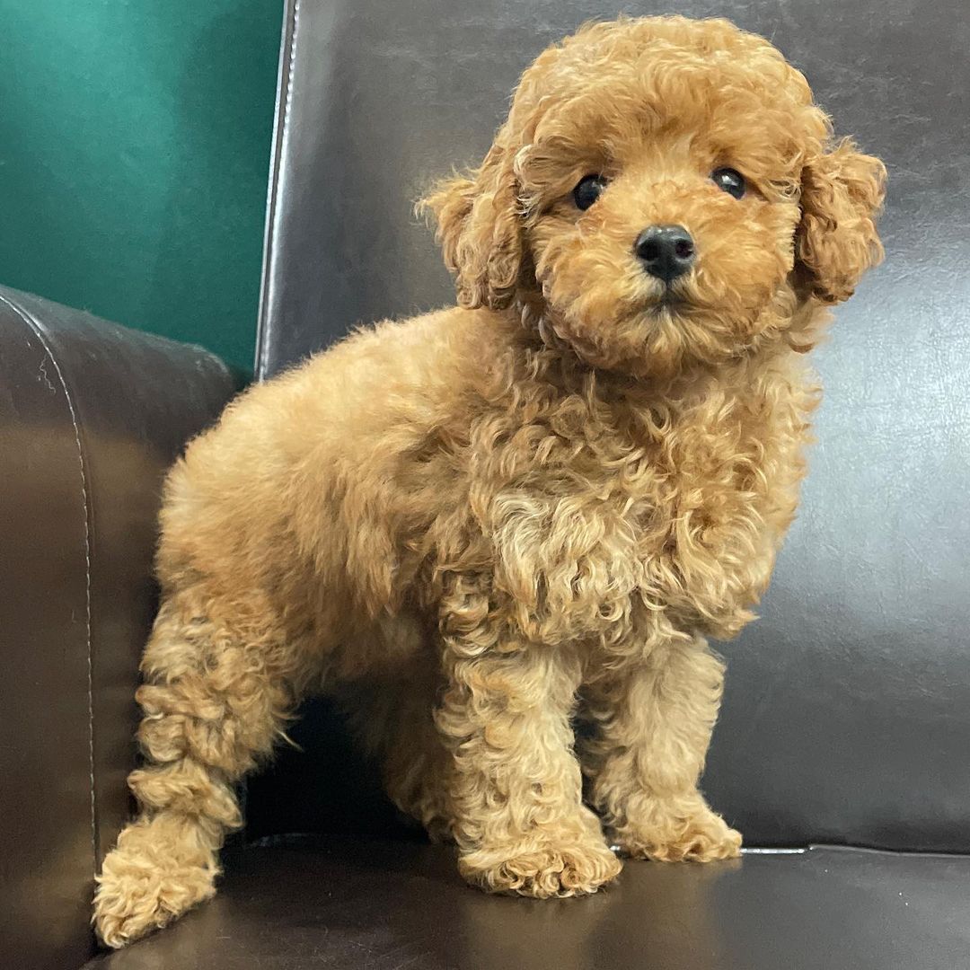 toy poodle puppies