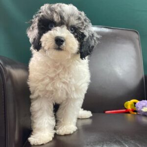 toy poodles for sale near me by owner