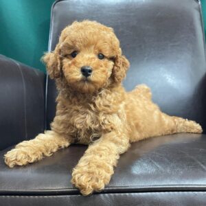 toy poodle puppies