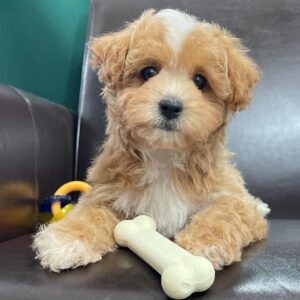 red poodle puppies