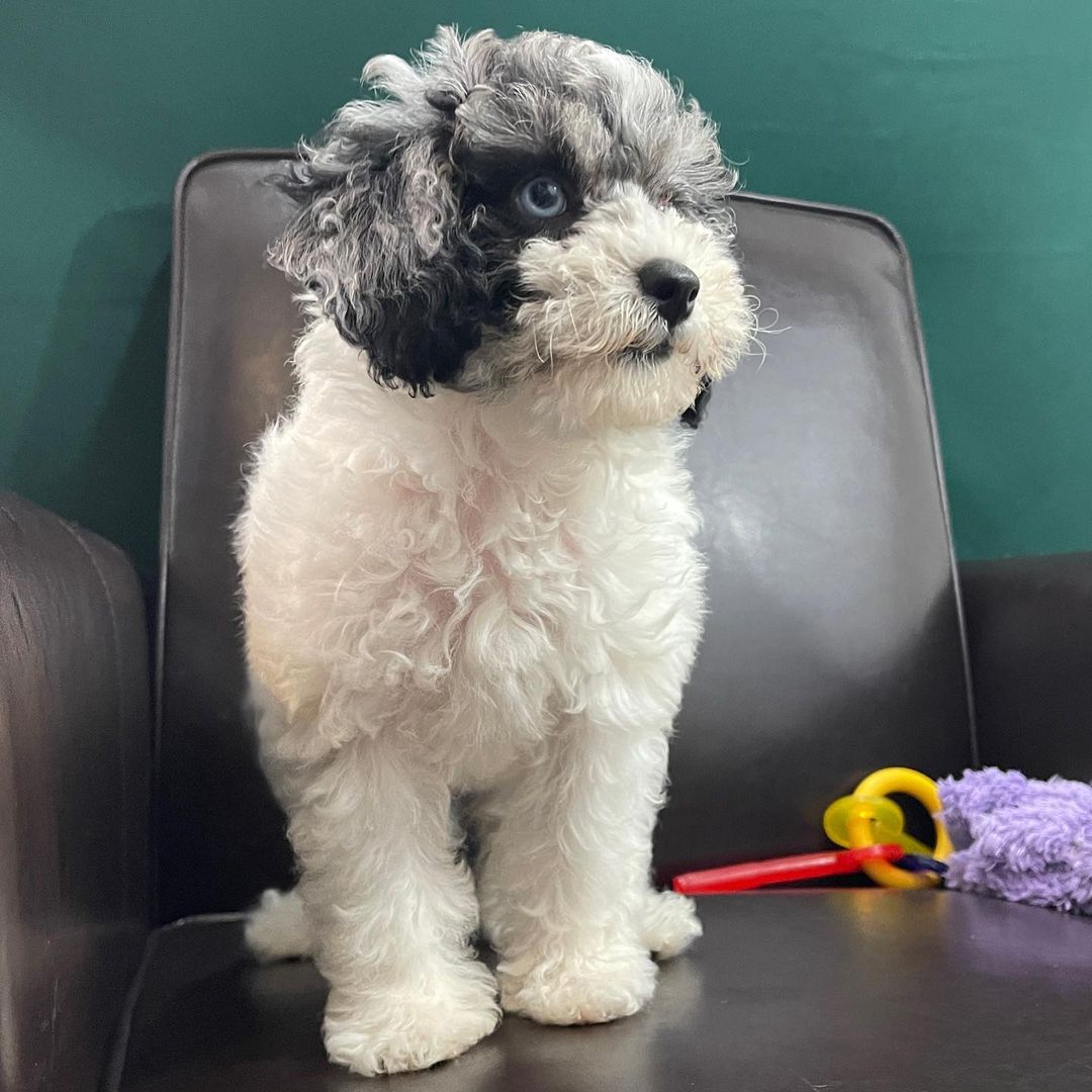 apricot toy poodle puppies