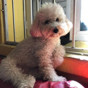 toy poodle puppies for sale near me