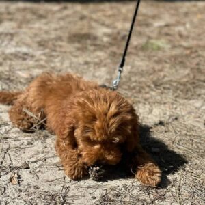 teacup poodle puppy