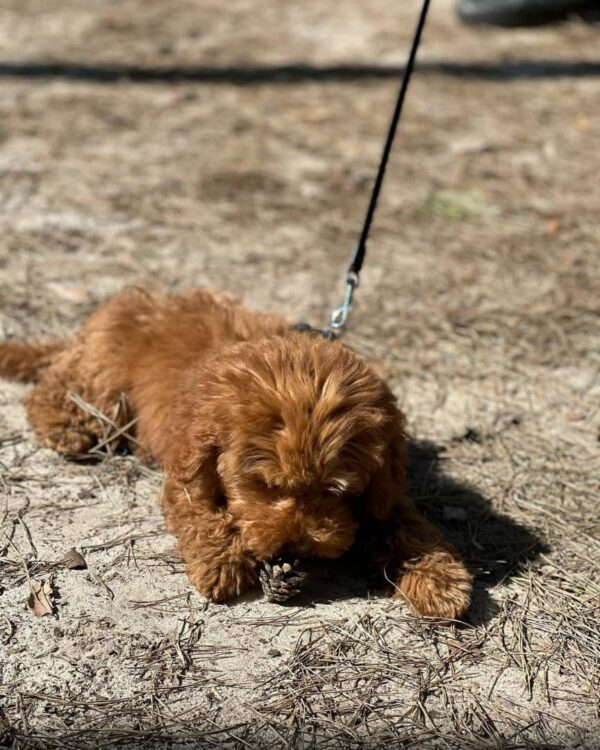 teacup poodle puppy