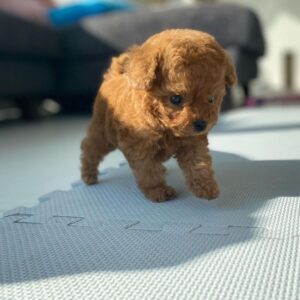 Teacup poodle puppies