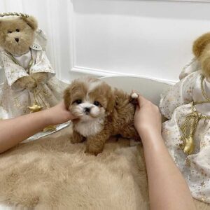 toy poodles breeders