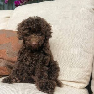 mini poodle for sale