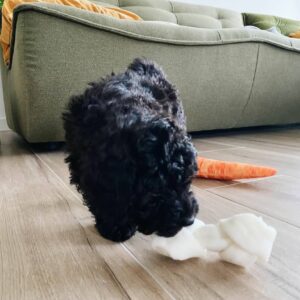 mini poodle for sale