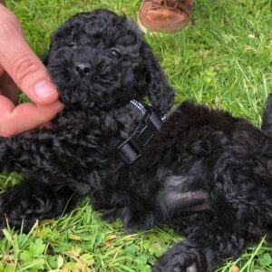 Mini Poodles for Sale