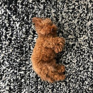 toy poodle puppy for sale near me