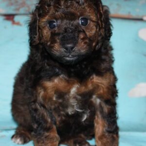 teacup poodle