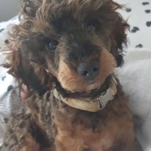 mini toy poodle for sale