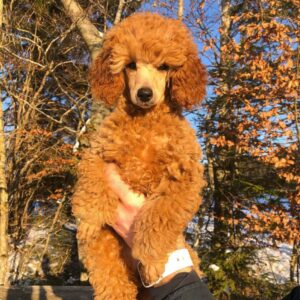 poodle rescue near me