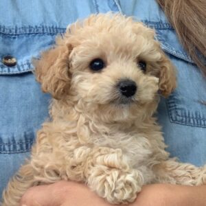 miniature poodles for sale near me