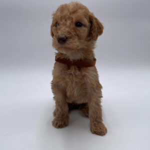 standard poodle puppy cut