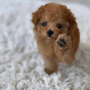 standard poodle puppy