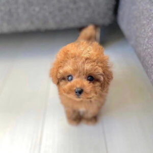 Cairn Terrier Poodle Mix