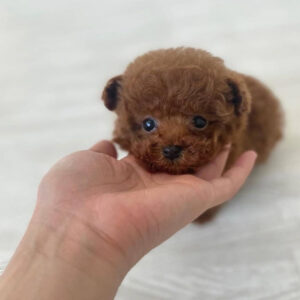 Jack Russell Terrier Poodle Mix