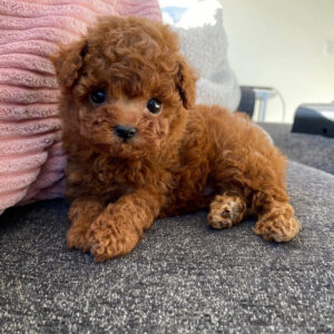 wheaten terrier poodle mix