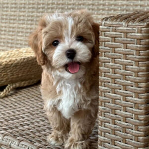 miniature poodle puppy