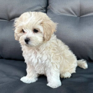 teacup toy poodle