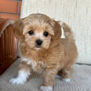 toy poodle and teacup poodle