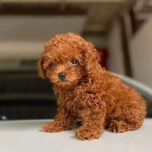 maltipoo puppies price