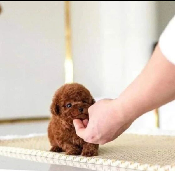 poodle puppies near me