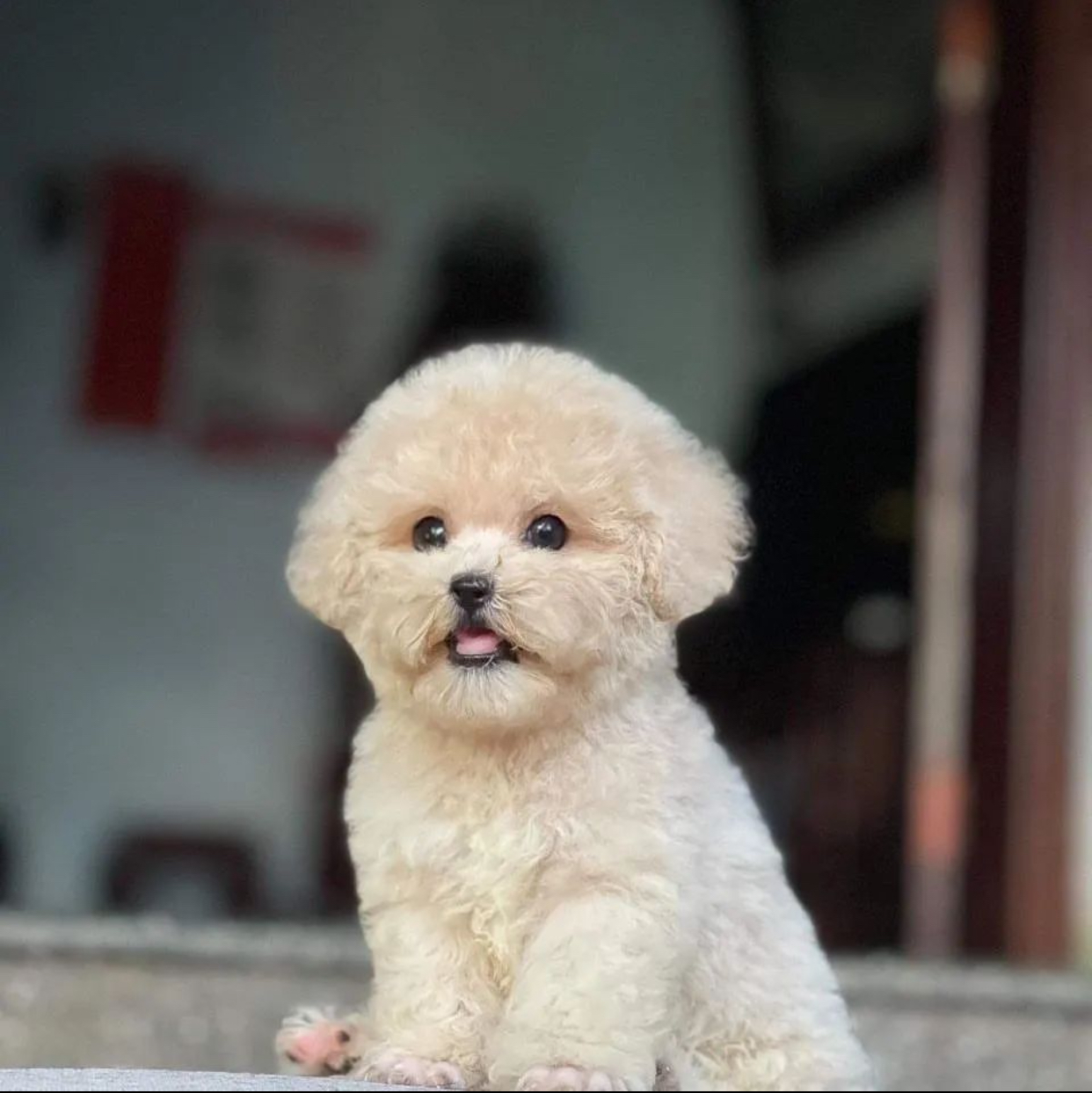 miniature poodle mix