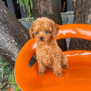 toy poodle for sale