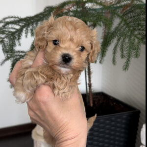 maltipoo puppy prices