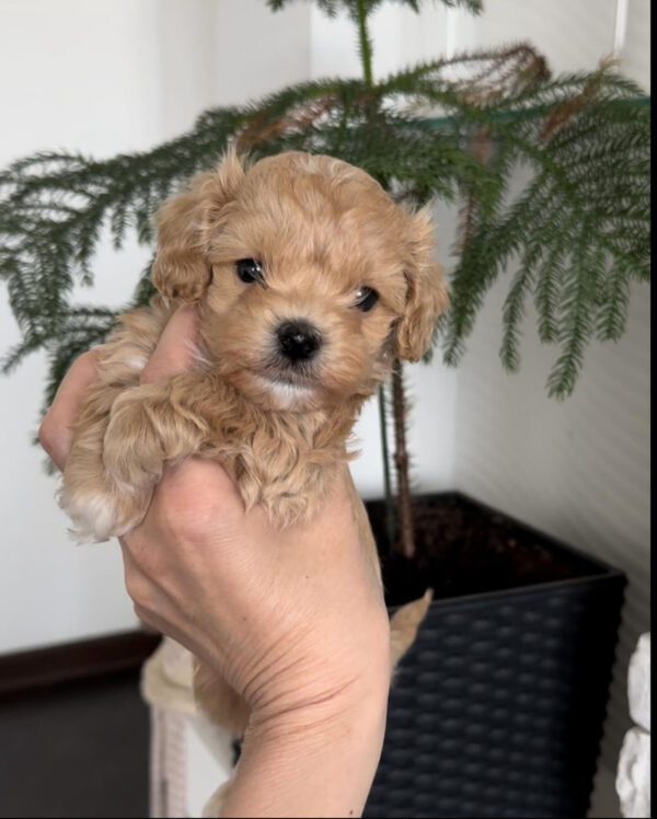 maltipoo puppy prices