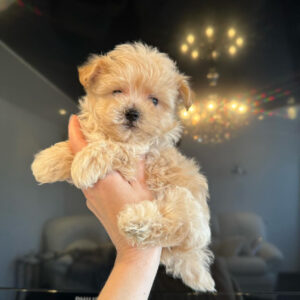 maltipoo puppies for sale in texas