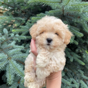 teacup maltipoo full grown size