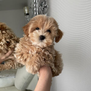 full grown teacup maltipoo