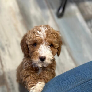 teacup maltipoo