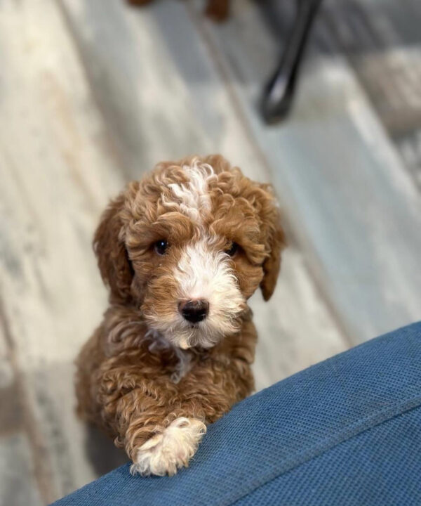 teacup maltipoo