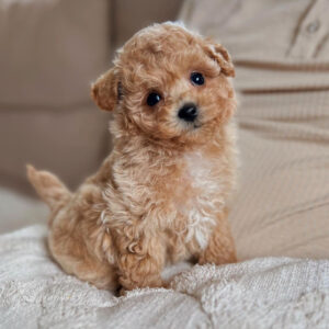 maltipoo rescue