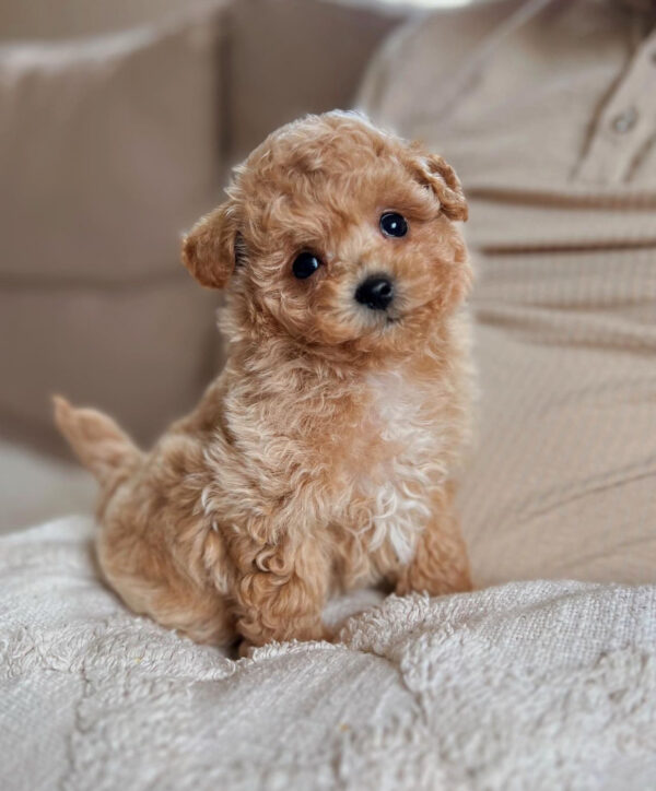 maltipoo rescue