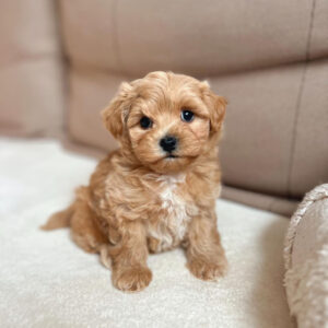 maltipoo for adoption