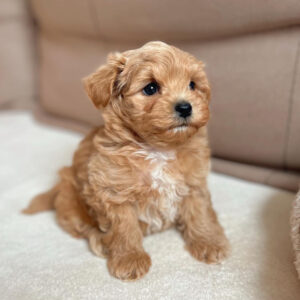 maltipoo adoption