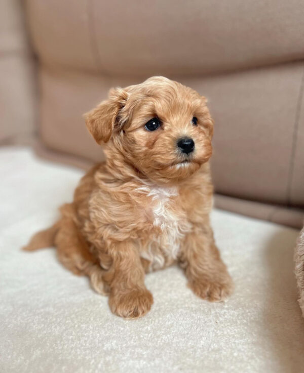 maltipoo adoption