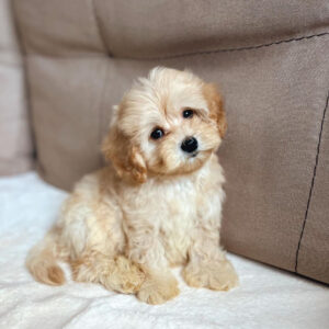 black maltipoo