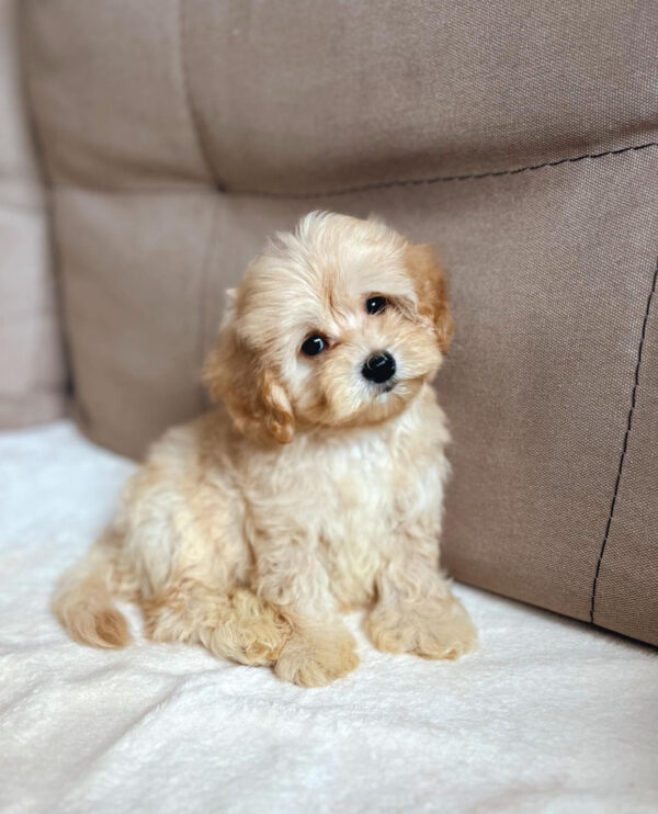 black maltipoo