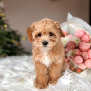 teacup maltipoo for sale near me