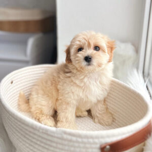 maltipoo pups