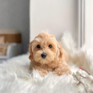 brown maltipoo puppies