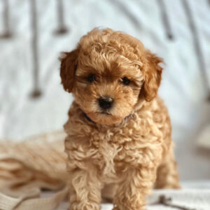 maltipoo puppies near me